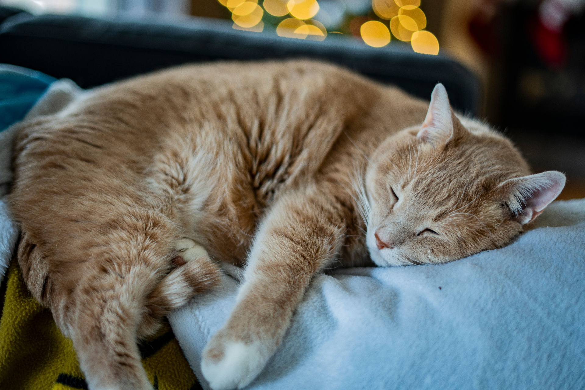 Kattmat