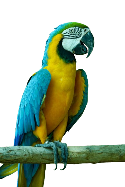 Fågel