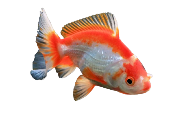 Akvaristik