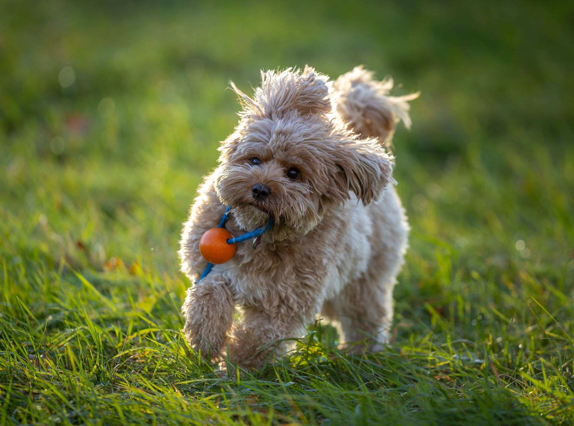 Hundfoder