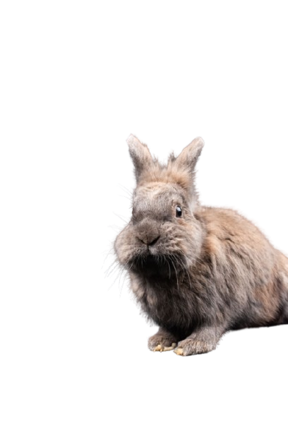 Smådjur