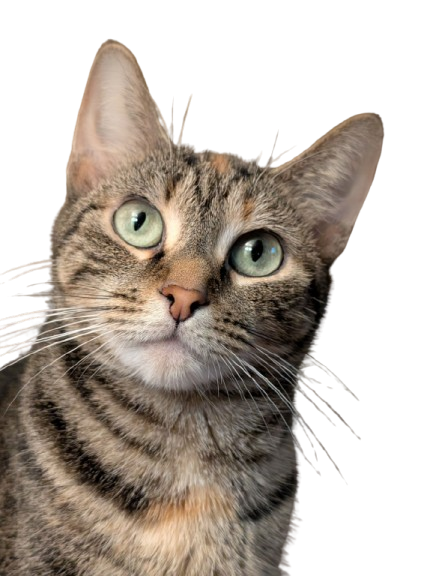 Katt