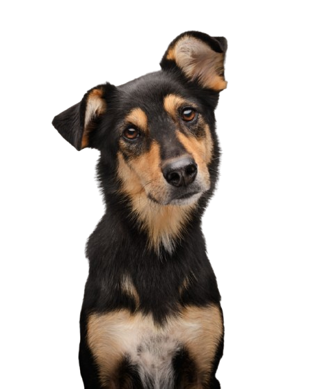 Hund