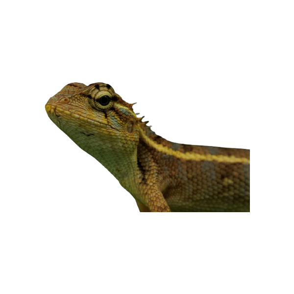 Reptil